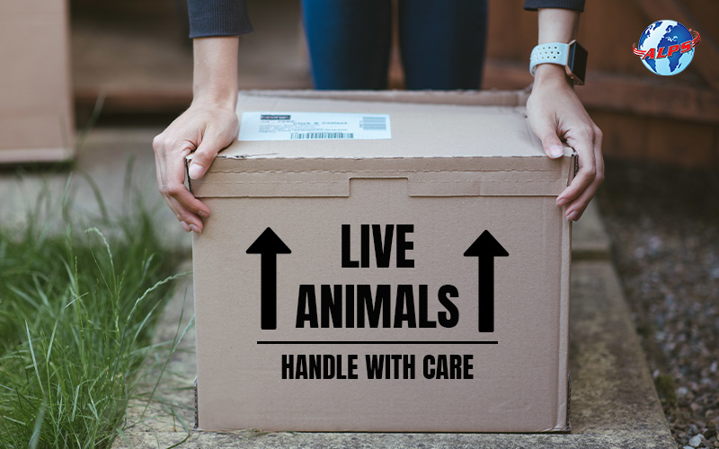 Person holding a box labeled "Live Animals, Handle With Care.